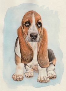 Basset Hound