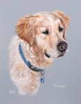 Pet Portrait Flannagan