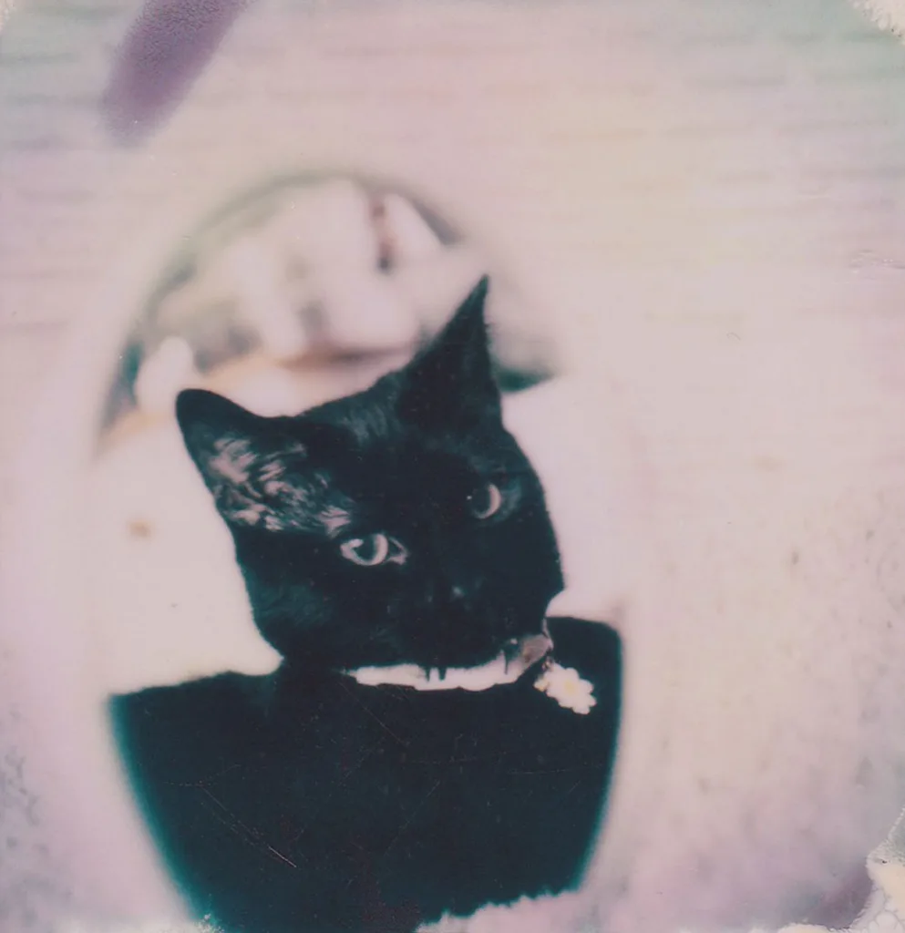 Sample of a bad old photo that is difficult to use in a pet portrait.