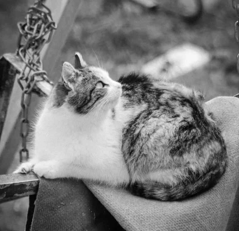 Black and white photos with lots of detail are usable.